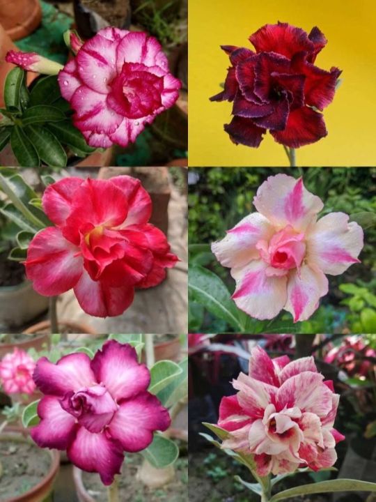 12-เมล็ด-เมล็ดพันธุ์-ชวนชม-สายพันธุ์ฮอลแลนด์-คละสี-adenium-seeds-กุหลาบทะเลทราย-desert-rose-ราชินีบอนไซ-อัตรางอก-80-90-มีคู่มือปลูก