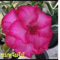 12 เมล็ด เมล็ดพันธุ์ ชวนชม สายพันธุ์ไต้หวัน ดอกสีชมพู Adenium Seed กุหลาบทะเลทราย Desert Rose ราชินีบอนไซ อัตราการงอกสูง 80-90% มีคู่มือปลูก