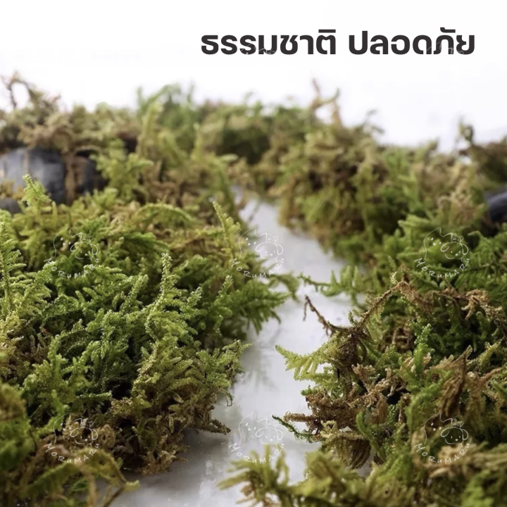 tafit-รองกรงธรรมชาติ-natural-forest-moss-รองกรงสำหรับแฮมส์เตอร์ทุกสายพันธุ์-อุปกรณ์สำหรับตกแต่งกรง-ขนาด5l