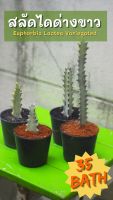 สลัดไดขาว กระดูกมังกร ไวท์โกสต์ (Euphorbia Lactea Variegated)