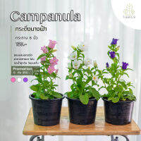 T440  ดอกระฆัง แคมพานูล่า (Campanula) มี 3 สี / กระถาง 6 นิ้ว / สูง 20-30 ซม. / ไม้ประดับ ไม้ดอก (ต้นไม้)