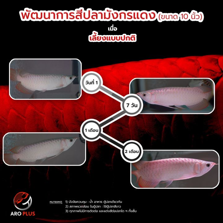 aro-plus-วิตามินปลามังกร-ปลาอโรวาน่า-แบบผง-วิตามินเร่งสีปลามังกร-vitamin-for-arowana-ขนาด-10-กรัม