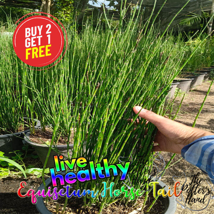 Horsetail Plant Equisetum Plant Lazada PH