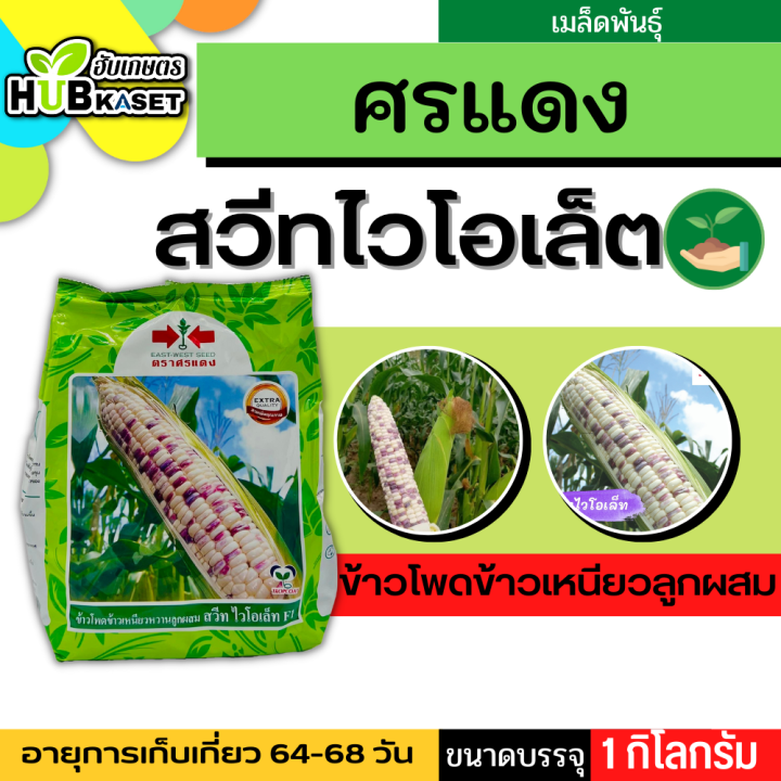 ศรแดง 🇹🇭 ข้าวโพดข้าวเหนียวลูกผสม สวีทไวโอเล็ท F1 ขนาดบรรจุประมาณ 1 กิโลกรัม อายุเก็บเกี่ยว 64-68 วัน