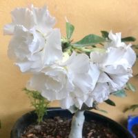 5 เมล็ด เมล็ดพันธุ์ ชวนชม ลูกผสมไฮบริด สายพันธุ์ White Adenium สีขาว กุหลาบทะเลทราย Desert Rose Adenium seed ราชินีบอนไซ ปลูกง่ายมาก รีบสะสม