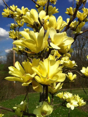 ต้น แมกโนเลีย เยลโล่ เบิร์ด Yellow bird magnolia สูง 30-50 ซ.ม. หายาก