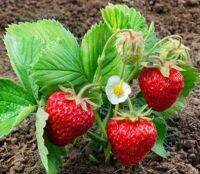 50 เมล็ด/ชุด เมล็ดพันธุ์ Strawberry สายพันธุ์ Fort Laramie