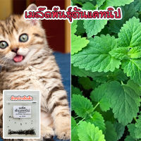 แคทนิป เมล็ดพันธุ์ สมุนไพรน้องแมว ตำแยแมว นำเข้า Catnip Seed บรรจุ 40-200 เมล็ด