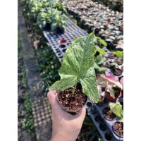 เงินไหลมาด่าง โมจิโต้ ฮอลแลนด์ Syngonium Mojito Variegated Halland 3 นิ้ว