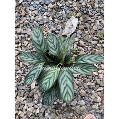 ( โปรโมชั่น++) คุ้มค่า คล้า คอมแพค สตาร์ Calathea setosa compact star  ราคาสุดคุ้ม พรรณ ไม้ น้ำ พรรณ ไม้ ทุก ชนิด พรรณ ไม้ น้ำ สวยงาม พรรณ ไม้ มงคล