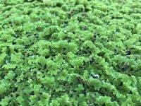 แหนแดงสด 1กิโลกรัม (Azolla MicroPhylla) พันธุ์กรมวิชาการเกษตร