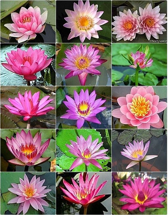 เมล็ดบัว-5-เมล็ด-คละสี-ดอกใหญ่-ของแท้-100-เมล็ดพันธุ์บัวดอกบัว-ปลูกบัว-เม็ดบัว-สวนบัว-บัวอ่าง-lotus-seeds