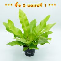 จัดส่งฟรีต้นเฟิร์นข้าหลวง (ซื้อ 5 เเถมฟรี 1) กระถาง 4 นิ้ว ต้นไม้มงคล ต้นไม้ประดับพร้อมส่งในไทย