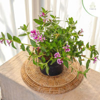 Treeno.9 T112 ดอกคูเฟีย (Mexican Cigar Flower) กระถาง 6 นิ้ว สูง 25-30 cm. ไม้ประดับ ไม้ดอก (ต้นไม้)