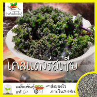 เมล็ดพันธุ์ เคลแดงรัสเซีย 400 เมล็ด Red Russian Kale Seed เมล็ดพันธุ์แท้ นำเข้าจากต่างประเทศ โตไว ปลูกง่าย พืชผัก