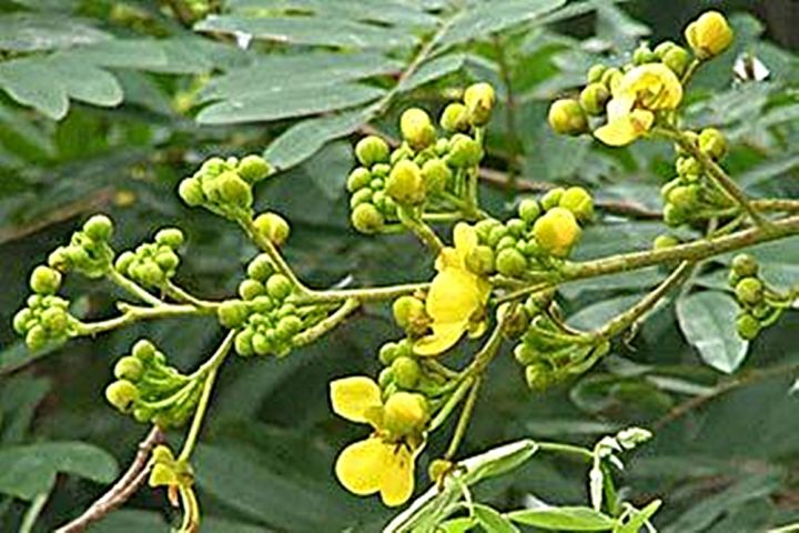 ขายส่ง-100-เมล็ด-เมล็ดขี้เหล็ก-siamese-senna-ขี้เหล็กแก่น-ขี้เหล็กบ้าน-ขี้เหล็กหลวง-ขี้เหล็กเผือก-ผักจี้ลี้-สมุนไพร-พืชผักสมุนไพร-ไม้ขุดล้อม