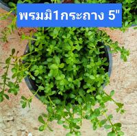 พรมมิ มิ ผักมิ สมุนไพร บำรุงสมอง ตกแต่งบ้านสวยงาม Indian pennywort