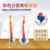 85 cm colour spine natural big model with the human body vertebra pelvis femoral coccyx ridge skeleton skeleton model