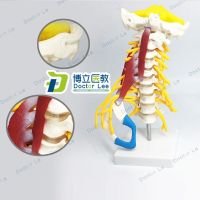 1:1life Sized Human Cervical Vertebra Spine Muscle Nerve Model Posterior Occipital Bone Free Shipping