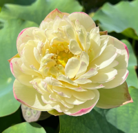 5 เมล็ด บัวนอก บัวนำเข้า บัวสายพันธุ์ Clouds in Moling LOTUS สีเหลือง สวยงาม ปลูกในสภาพอากาศประเทศไทยได้ ขยายพันธุ์ง่าย เมล็ดสด