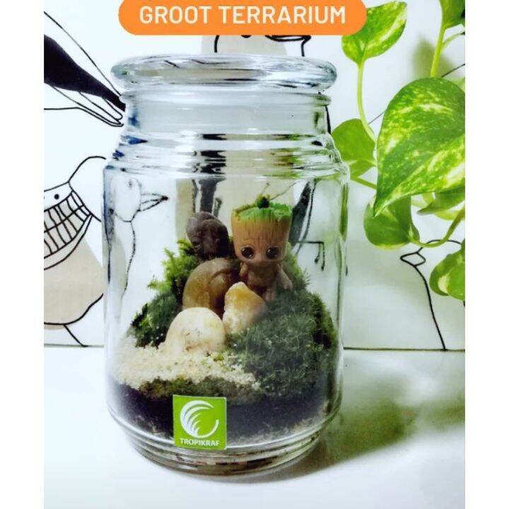 Malaysia Stock Moss terrarium/ Terrarium/ Groot terrarium/ Custom