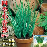 Four onion sow shallot heat-resistant and cold-resistant easy to plant balcony potted family vegetable