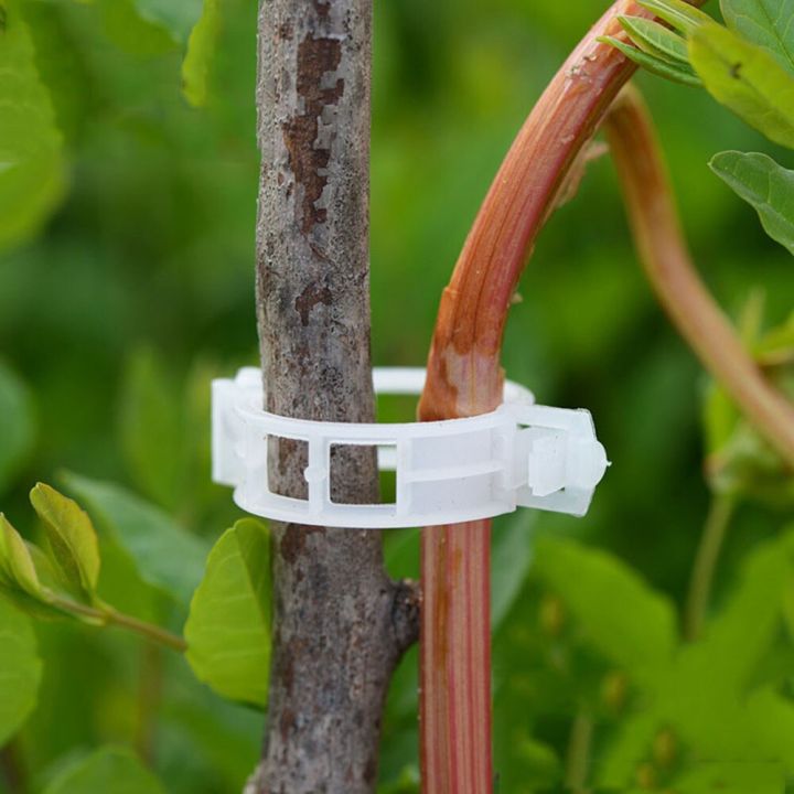 hot-k-คลิปรองรับต้นไม้พลาสติกสำหรับแขวนมะเขือเทศเถาไม้เลื้อยเชื่อมต่อโรงเรือนกระจกของตกแต่งในสวนผัก