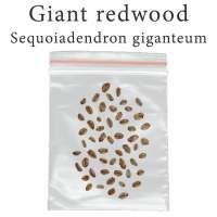 เมล็ดสน Sequoiadendron giganteum 100 มิลลิกรัม Giant sequoia Giant redwood เรดวูด ซีคัวญ่า บอนไซ