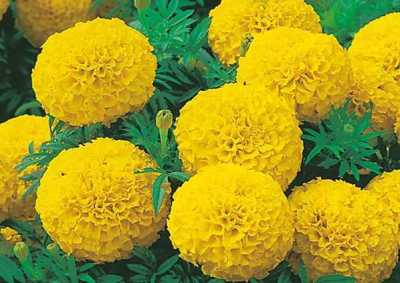 เมล็ด ดาวเรืองสีเหลือง ดาวเรืองเหลืองทอง 50 เมล็ด  ซองละ 29 บาท  ดอกไม้ทานได้