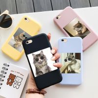 ┅ Cute Kitten Phone Case For iPhone 5 5S SE 6 6S 7 8 Plus 2020 Case Personality Tide Shell Animal Funny Matte Soft TPU Cat Shell