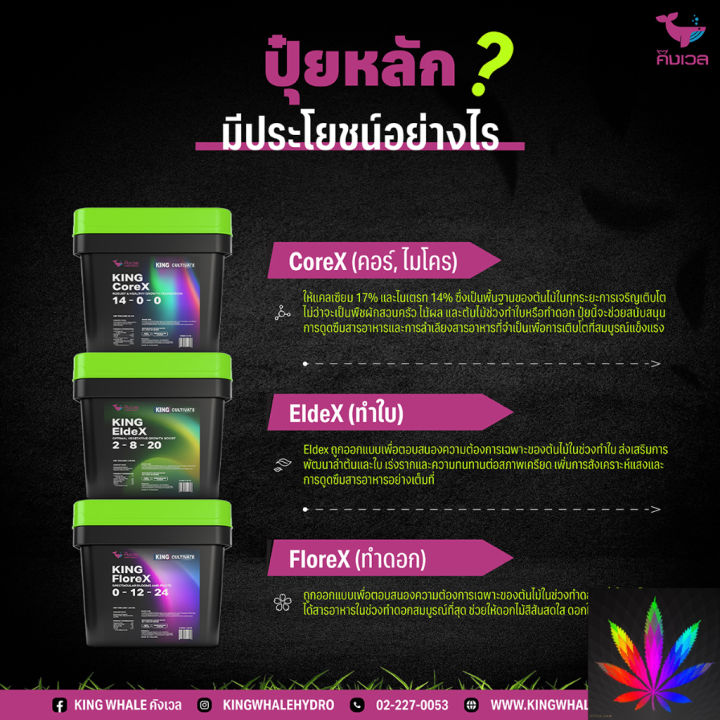 สินค้าพร้อมจัดส่ง-เซ็ทปุ๋ยหลัก-micro-grow-bloom-ปุ๋ยปลูกต้นไม้-ได้ทุกชนิด-การันตีโตเร็ว-ระเบิดยอด-ต้นแข็งแรง-king-whale-สินค้าใหม่-จัดส่งฟรีมีบริการเก็บเงินปลายทาง