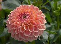 20 เมล็ดพันธุ์ รักเร่ Dahlia Seeds สายพันธุ์ CLEARVIEW PEACHY  สีส้ม รักเร่ รักแรกพบ ดอกไม้แห่งมิตรภาพ ความรักเริ่มต้น เพาะเลี้ยงง่าย ตั้งโต๊ะทำงาน