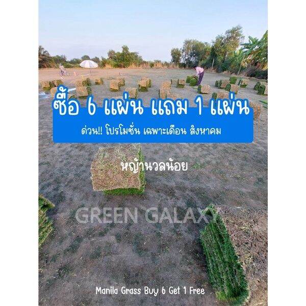 [Fast Germination]50 seeds Bermuda grass seed four seasons seeding