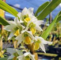 เอื้องแซะหลวง เอื้องแซะหอม Dendrobium scabrilingue กล้วยไม้หอม