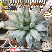 Haworthia cooperi silver swirl ฮาโวเทีย ซิลเวอร์ ไม้อวบน้ำ กระถาง2" (ส่งทั้ังกระถาง)