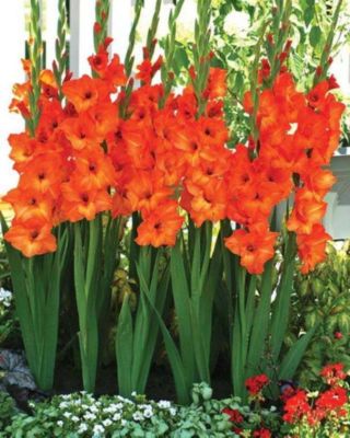 10 หัว แกลดิโอลัส (Gladiolus) หรือดอกซ่อนกลิ่นฝรั่ง สีส้ม เป็นดอกไม้แห่งคำมั่นสัญญา ความรักความผูกพัน