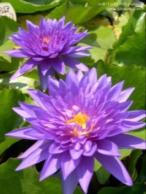 เมล็ดบัว 5 เมล็ด ดอกสีม่วง ดอกเล็ก พันธุ์แคระ จิ๋ว ของแท้ 100% เมล็ดพันธุ์บัวดอกบัว ปลูกบัว เม็ดบัว สวนบัว บัวอ่าง Lotus seeds.