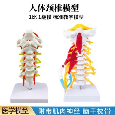 Human cervical vertebra model with the neck cervical intervertebral disc and the occipital nerve brainstem model after dynamic joint bone model