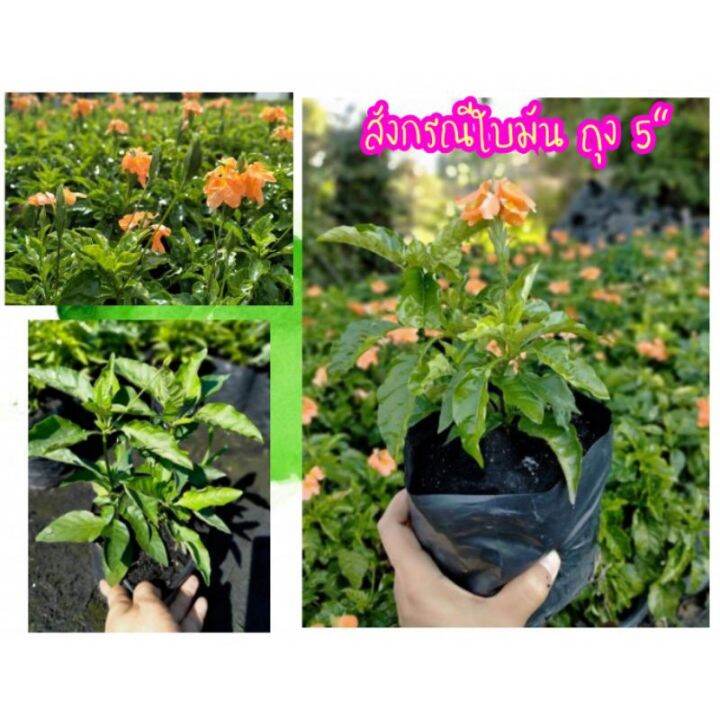 My Image 13