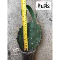 โอพันเทีย opuntia โอพันเทียทูน่า dillenii tuna ต้นโอพันเทีย หนามทอง