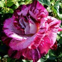 28 เมล็ด เมล็ดพันธุ์ Home Seed  กุหลาบ สตาร์แอนด์สไตร้พส์ Tiger Striped Rose Seeds สี แดง-ชมพู ดอกใหญ่ นำเข้าจากต่างประเทศ