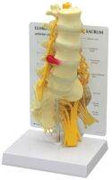 lumbar model Spinal nerve model caudal equina nerve lumbar spine disc model Spine Chiropractic skeleton model