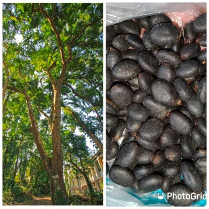 buy one get one free，50 seeds (not plants) SUPA TREE SEEDS | Lazada PH