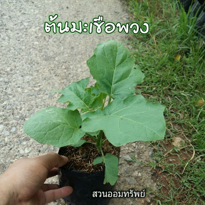 ต้นมะเขือพวงราคาถูก-โตไว-ให้ผลเร็ว