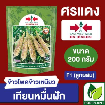 เมล็ดพันธุ์ ผักซอง ศรแดง ข้าวโพดข้าวเหนียว เทียนหมื่นฝัก บรรจุ 200 กรัม