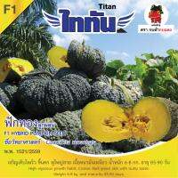 เมล็ดพันธุ์ ฟักทอง ไททัน ซ. 2g