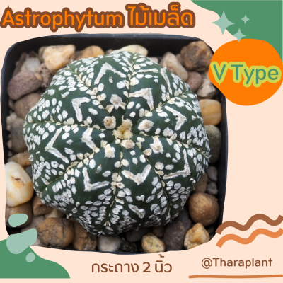 Cactus Astrophytum Super V ขนาด 4 cm.++ ไม่เมล็ด แคคตัส