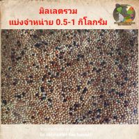 เมล็ดมิลเลตรวม 0.5-1 กิโลกรัม