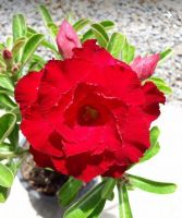 12 เมล็ด เมล็ดพันธุ์ ชวนชม สายพันธุ์ไต้หวัน ดอกสีแดง Adenium Seed กุหลาบทะเลทราย Desert Rose ราชินีบอนไซ เปอร์เซ็นการงอก  80-90% มีคู่มือปลูก