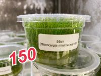 พรรณไม้น้ำ มินิม่า ไม้เนื้อเยื่อ (Microcarpia minima merrill)